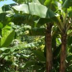 Banana trees with saplings