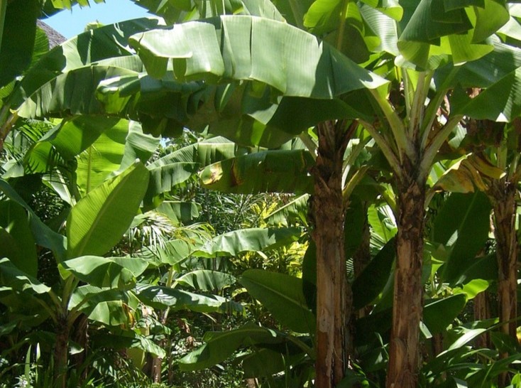 Banana trees with saplings