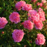 Rose flowers bunch in the plant