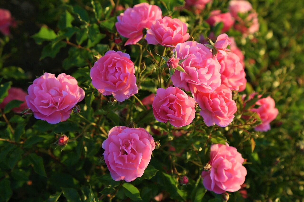 🌹மலருக்கு வாழ்த்து மடல்: Malarukku Vaazhthumadal : Greeting Card for Flower.