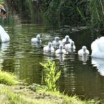 swans and young breeds are swim