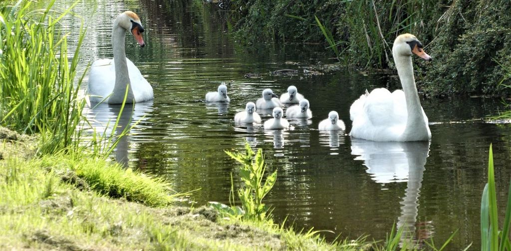 swans and young breeds are swim