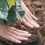 A sapling is being planted