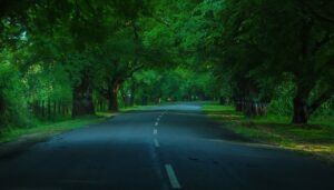 Shadow giving trees on both sides of road