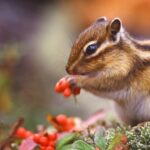 The squirrel biting the plant