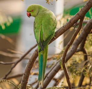 The parrot looking its feathers