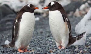 The penquins Two penquins are there