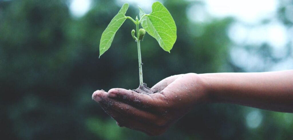 A sapling is in hand