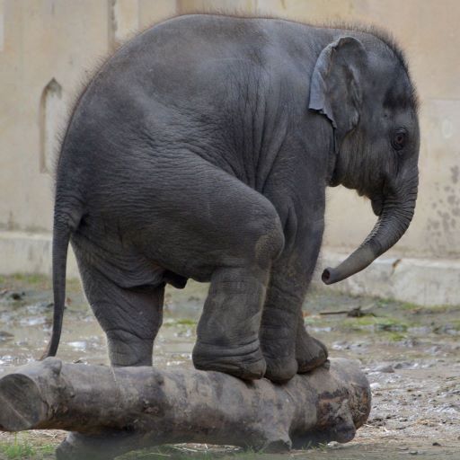 The baby elephant try to break log