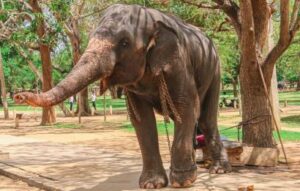 The elephant tied with chain The elephant tied with tree by thin chain