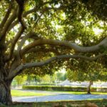 The big tree