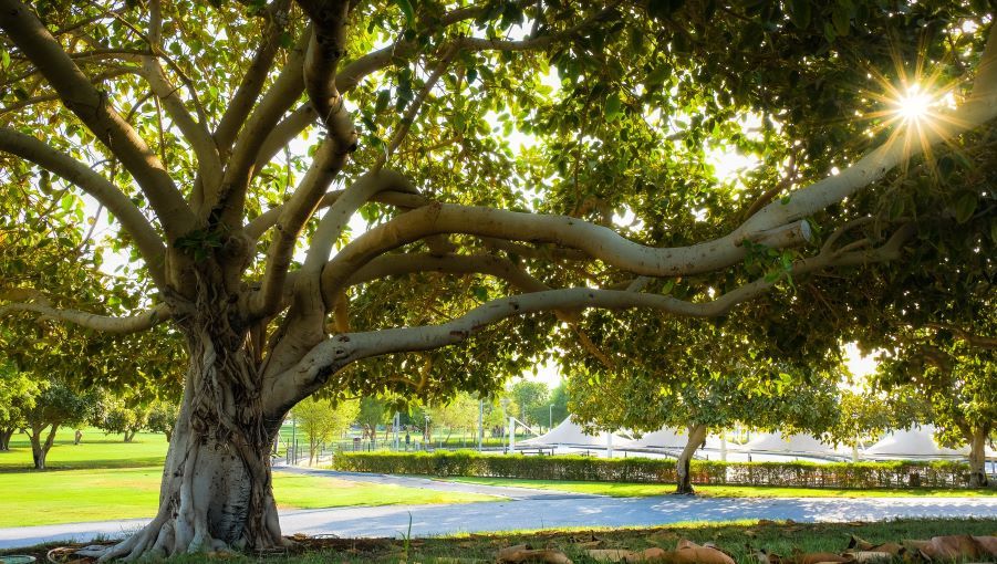 The big tree