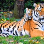 A lying down tiger looking with cub on its back