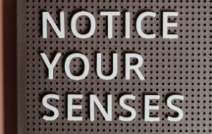 Senses NOTICE YOUR SENSES