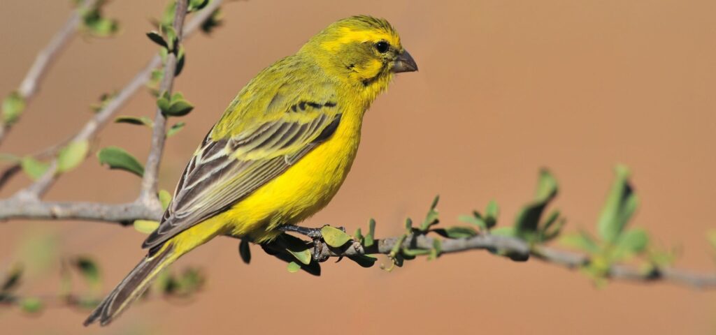 A small bird in yellow colour sitting on branch