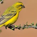 A small bird in yellow colour sitting on branch