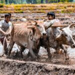 Agriculture