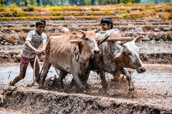 Agriculture