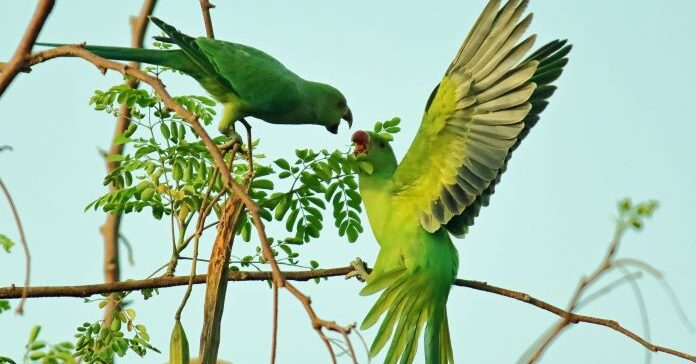 அனுபவத்தால் அன்பின் எல்லை வளரும்.  Anubavaththaal Anbin Ellai Valarum.The Boundary of Love Would Grow By Experience.