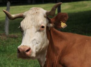 A cow with white and brown colour