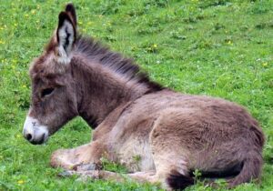 A donkey lying down on grass land