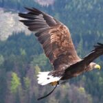 The eagle flying above the top of trees and mountains