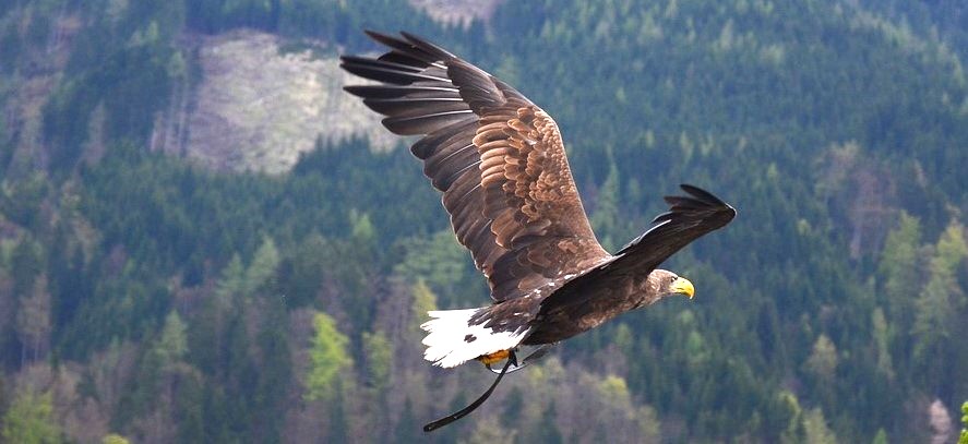 The eagle flying above the top of trees and mountains