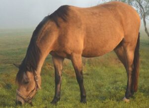 The horse is grazing alone