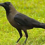 கரையாத நினைவுகள்.  Karaiyaatha Ninaivukal.