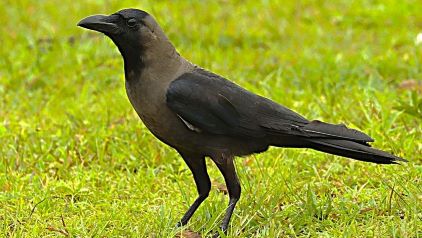 கரையாத நினைவுகள்.  Karaiyaatha Ninaivukal.
