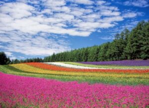 The flower field in different colours
