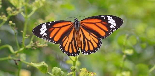 A butterfly sits on a flower with spreaded wings