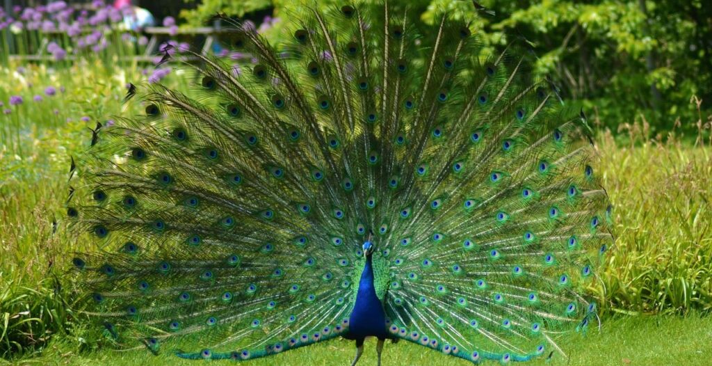 The peacock stands beautifully spread out its feather