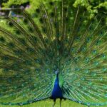The peacock stands beautifully spread out its feather