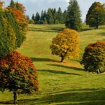 trees with colourful leaves