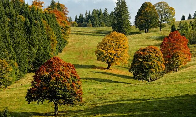 trees with colourful leaves