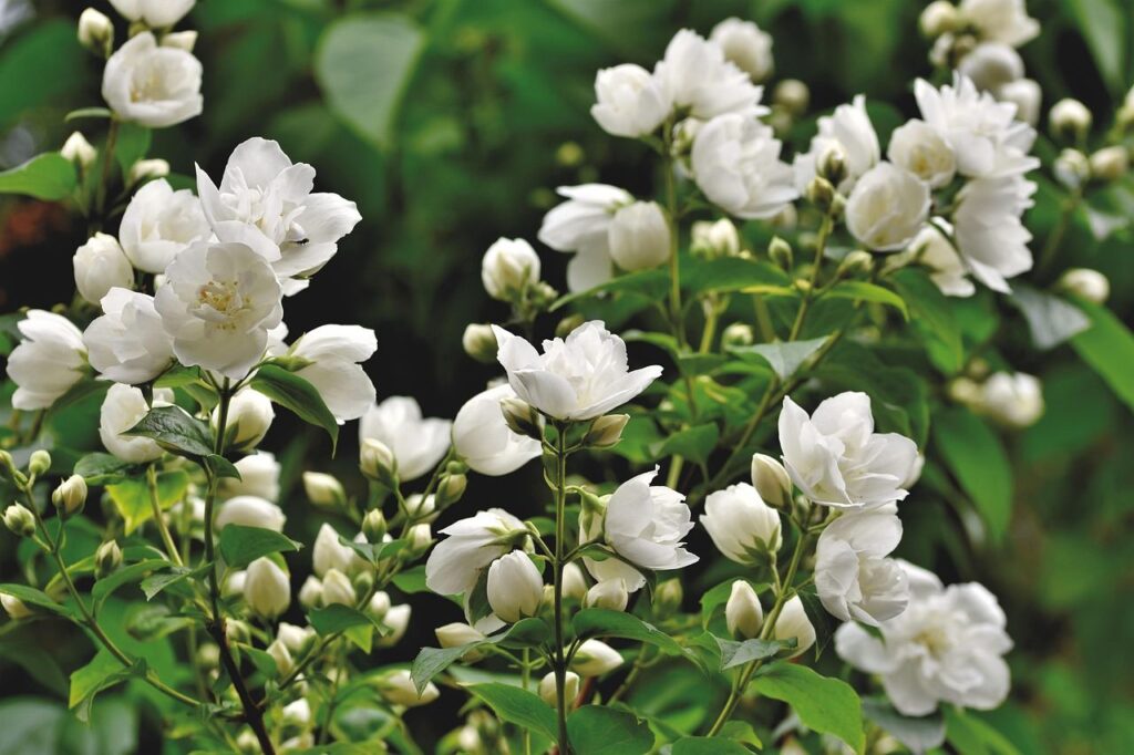 Jasmine flowers in plant