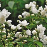 Jasmine flowers in plant