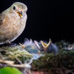 Bird with Broods