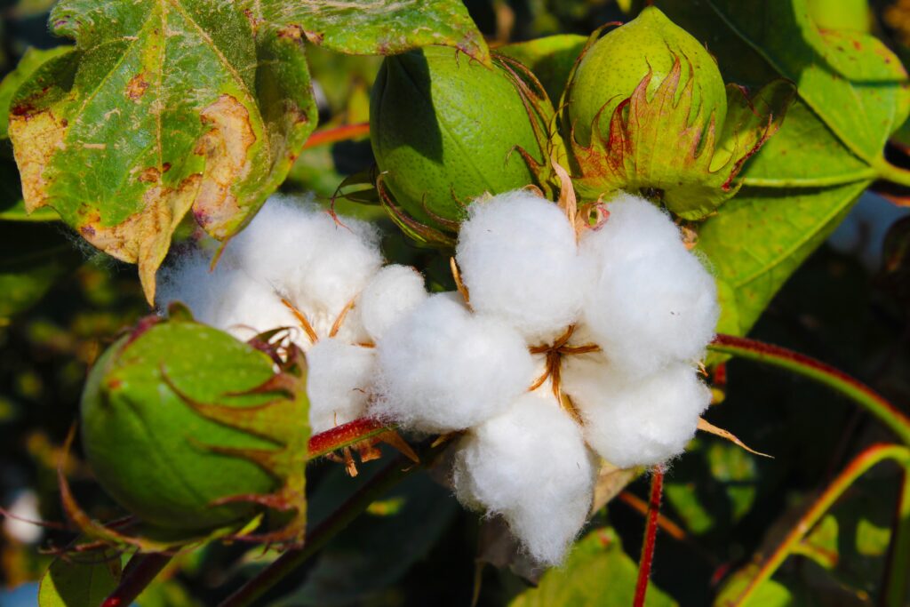 Cotton Plant