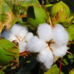 Cotton Plant